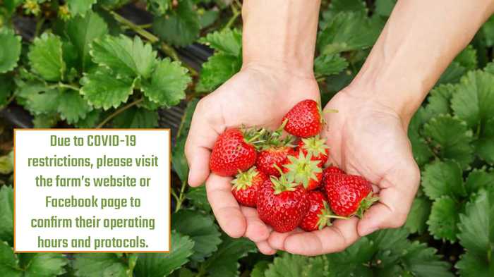 Fresh picked strawberries